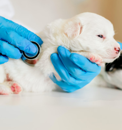 GERIATRIA E NEONATOLOGIA EM CÃES E GATOS GERIATRIA E NEONATOLOGIA EM CÃES E GATOS
