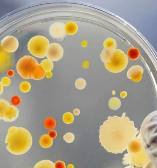 IMUNOLOGIA E MICROBIOLOGIA IMUNOLOGIA E MICROBIOLOGIA