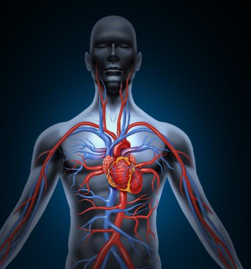 FISIOLOGIA HUMANA APLICADA A CIÊNCIAS DA SAÚDE FISIOLOGIA HUMANA APLICADA A CIÊNCIAS DA SAÚDE