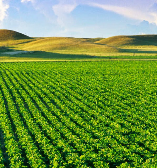 MBA EM AGRONEGÓCIOS MBA EM AGRONEGÓCIOS